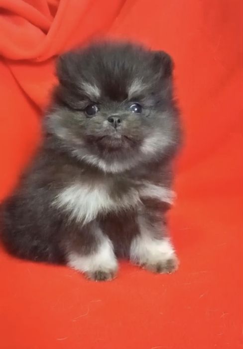 Померанский шпиц, 1,5 мес, Помиранский