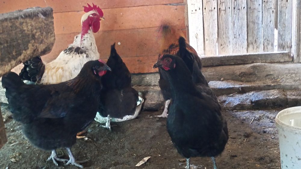 Тез арада сатылады