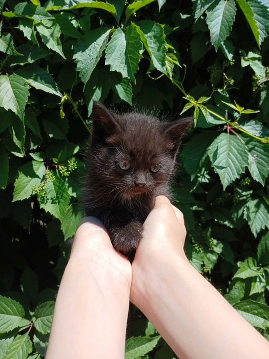 британские котята