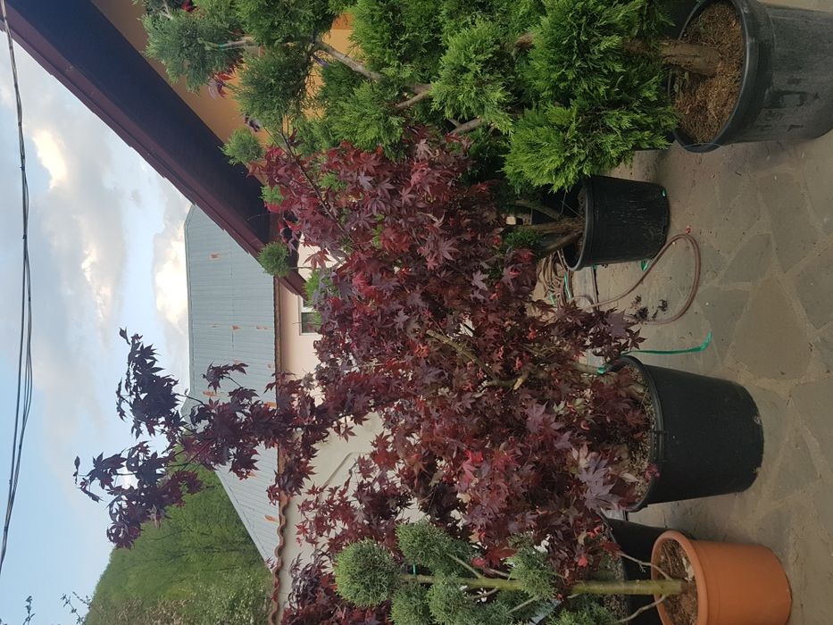 Specialitati plante de gradina