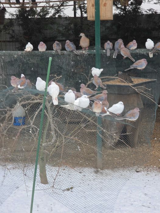 Vând Turturele Exotice