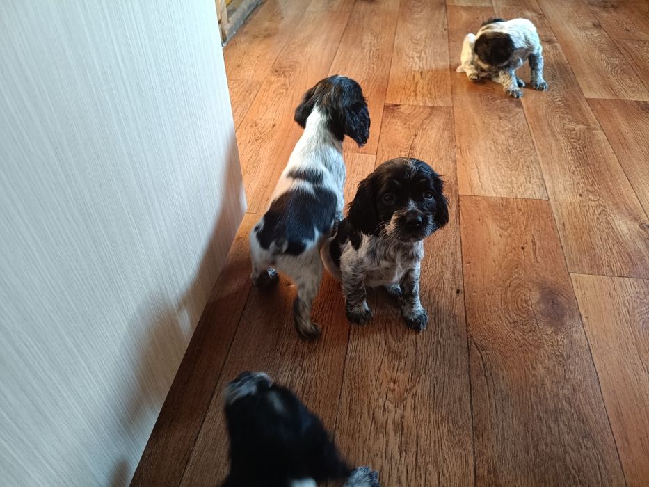 Русский спаниэль продам щенят