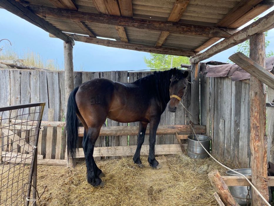 Жеребец племенной