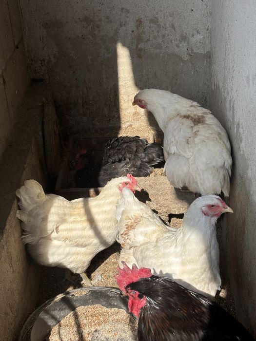 Продам яйца на инкубацию