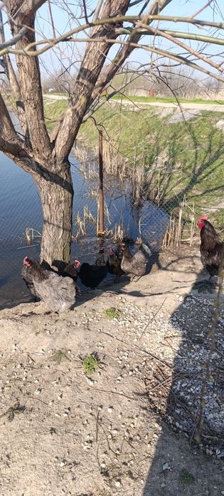 Яйца за люпене от легбар опал , легбар крем и австралорп