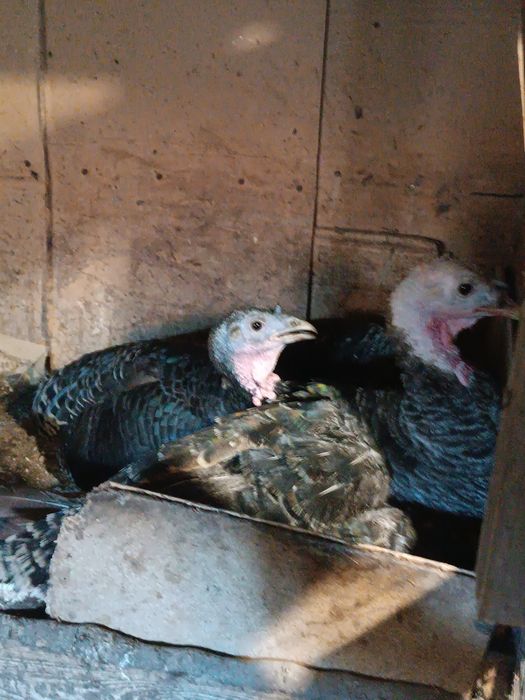 Продам Индюк и индюшки