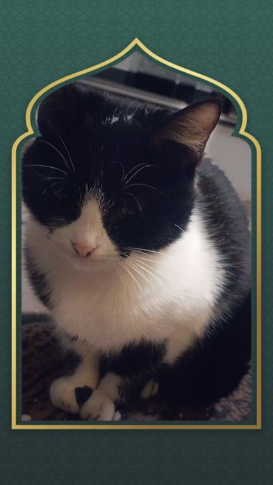 Mushuk bolalari hadiya uchun