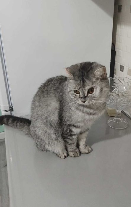 Благородный котик ищет дом