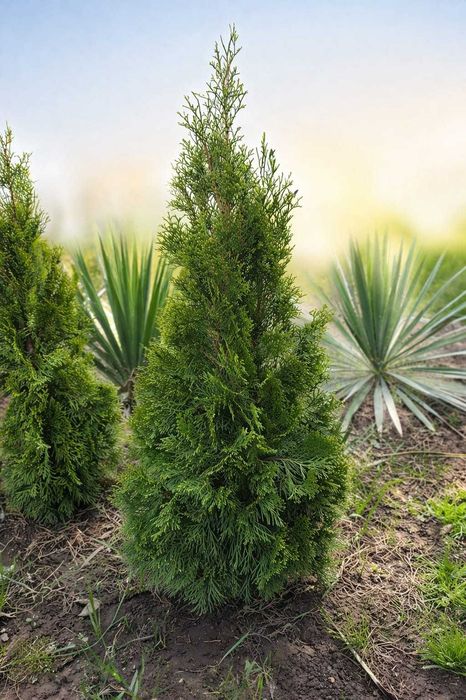 Туя Смарагд не дорого