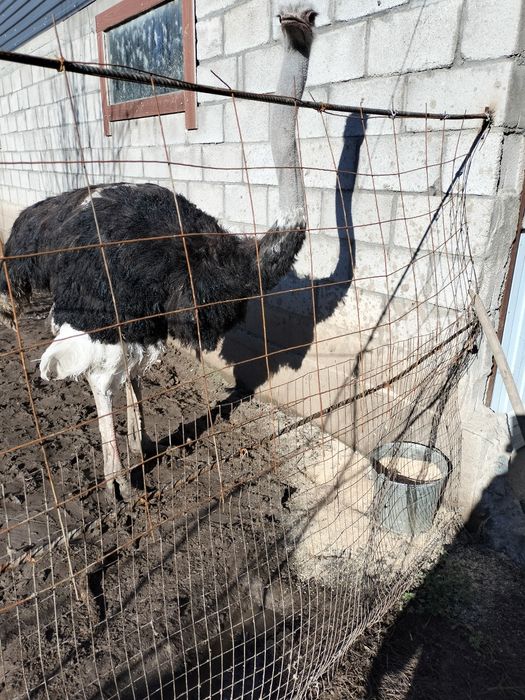 продам африканских страусов