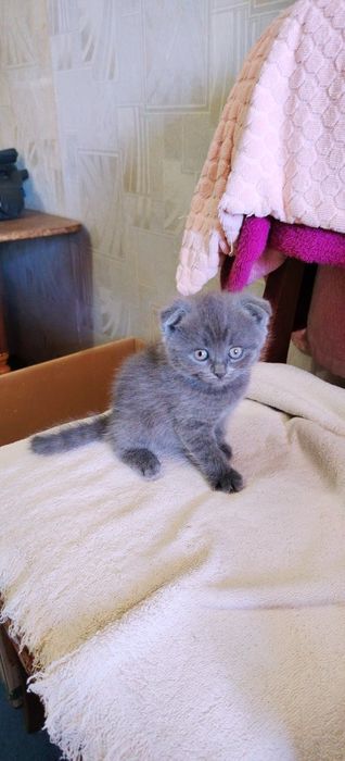 Продаются котята шотландской породы