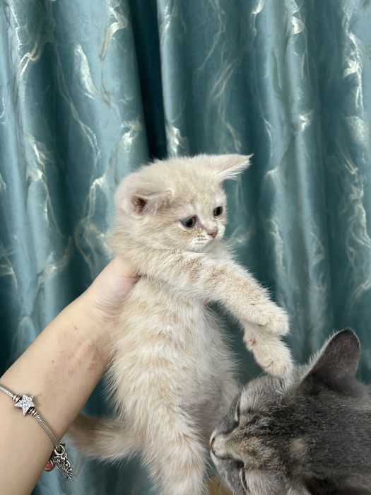 Котенок скотиш страйт