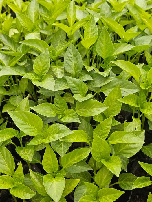 Продается рассада