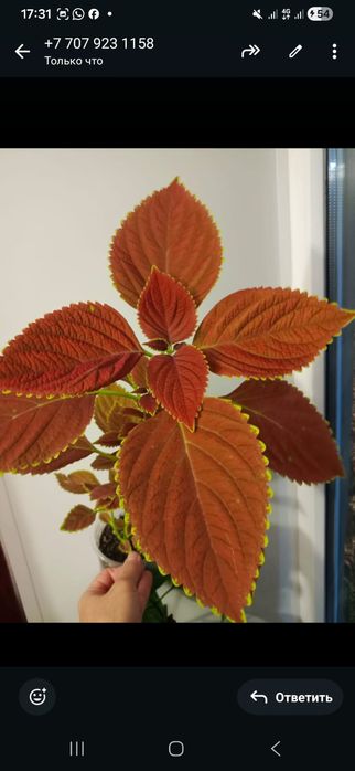 Комнатные растения