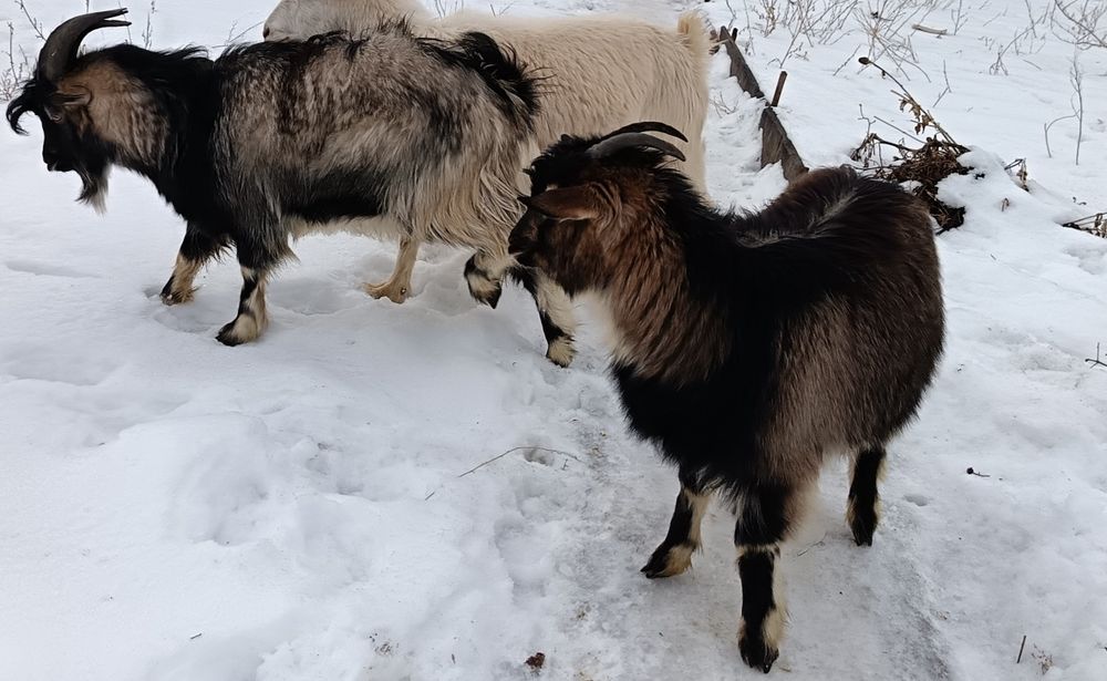 Козы. Альпийская порода