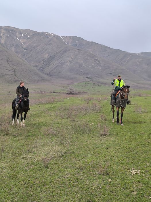 Конные Прогулки на Лошадях