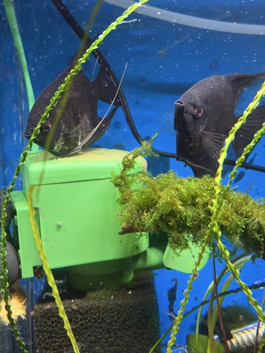 Продам рыбок скалярии