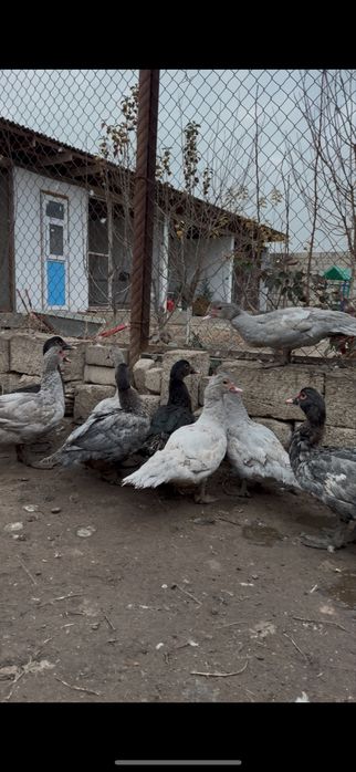 Индоутята 10000тенге  разные возроста