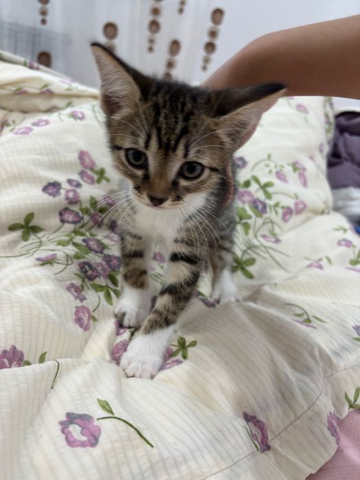 Отдам котенка в добрые ручки