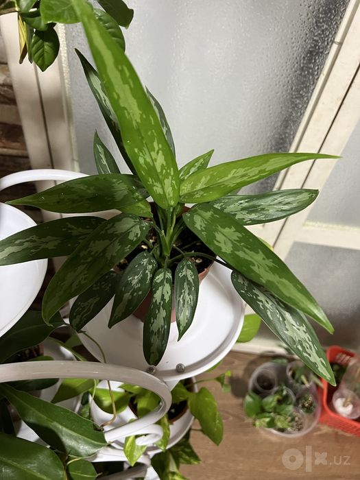 Aglaonema Maria Комнатных цветок