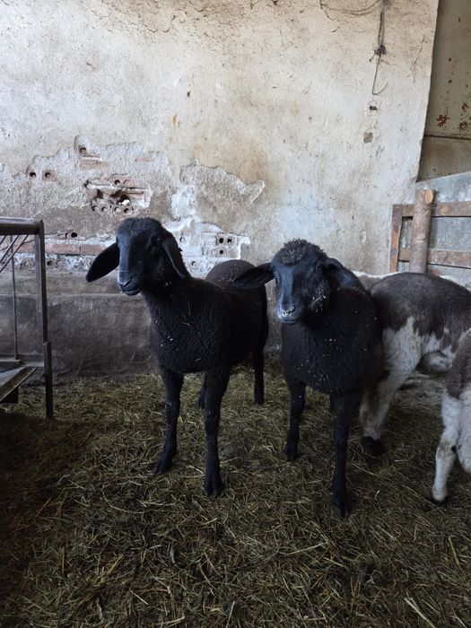 Мъжки и женски агнета