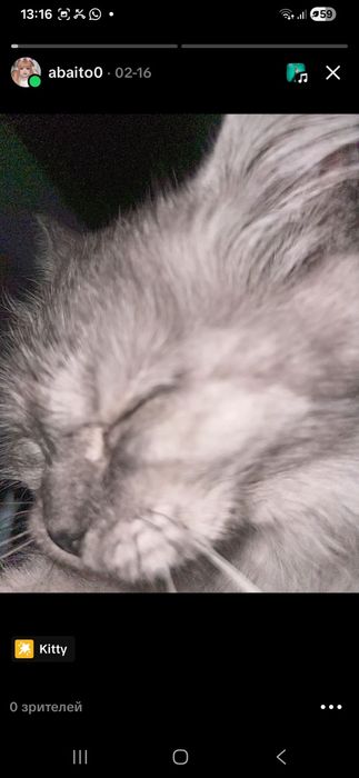 Кошка  8 месяцев