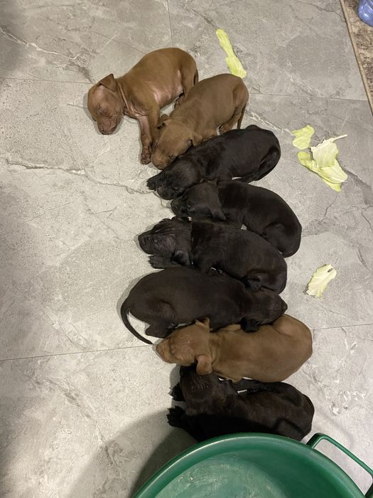 Продам щенков Американского Питбуля