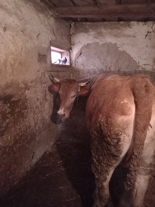 Vand vaci si o junca