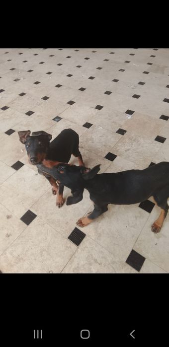 Добермана нар ва мода