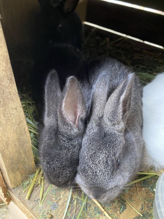 Крольчата 1,5 месяца