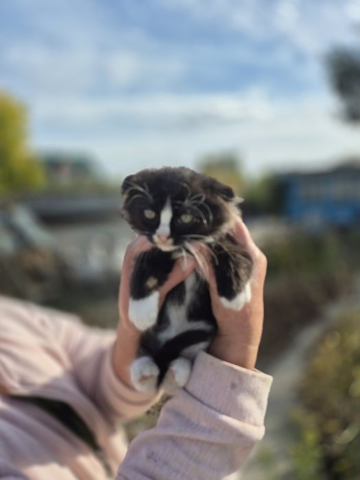 Котёнок вислоухий.
