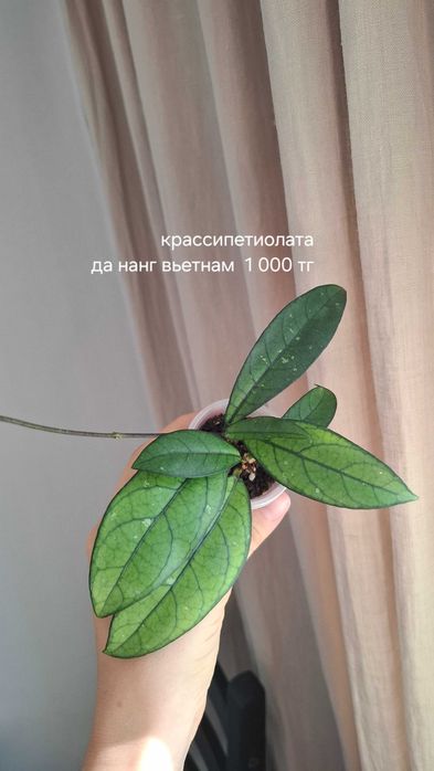 Продам укорененные хойи