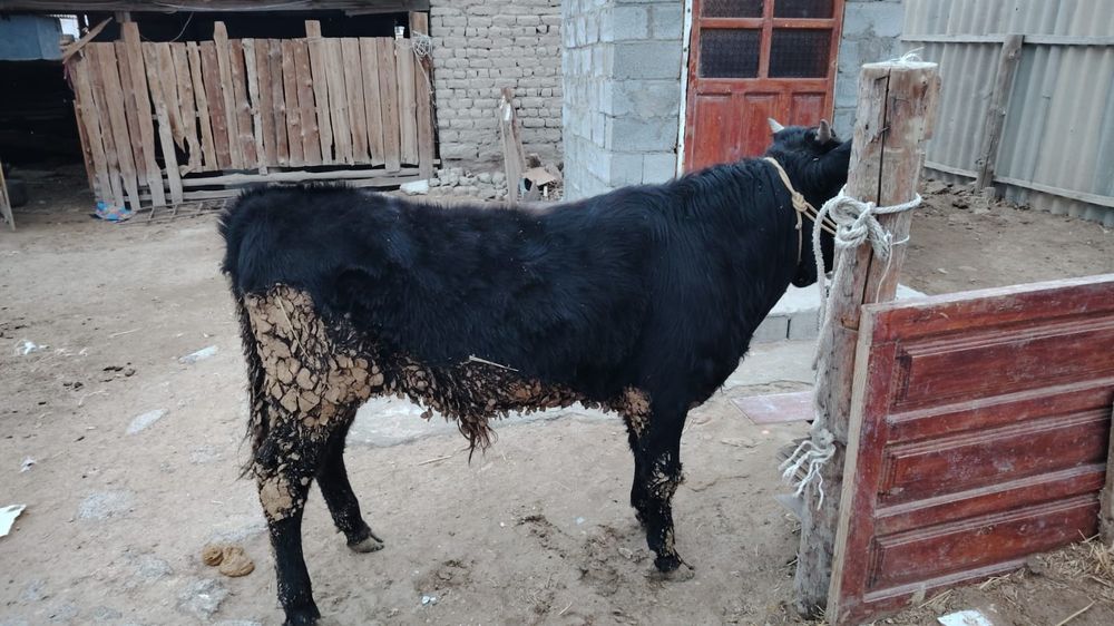 Семиз еркек баспак сатылады