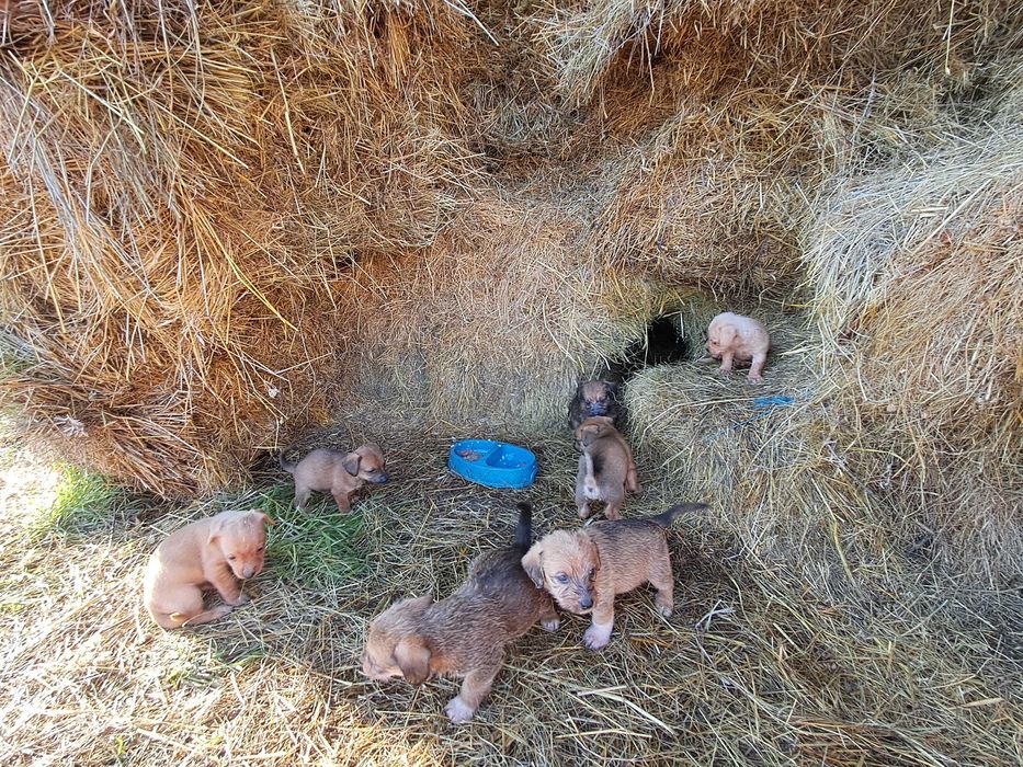 Дакели кученца ..