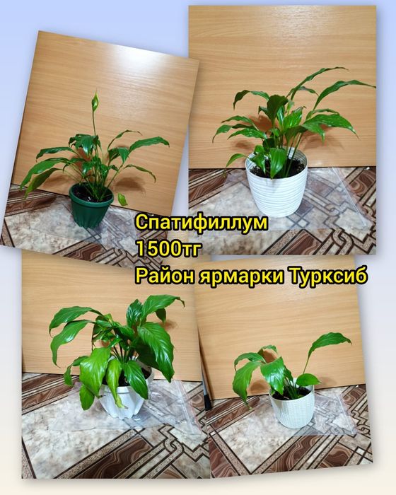 Спатифиллум (женское счастье)