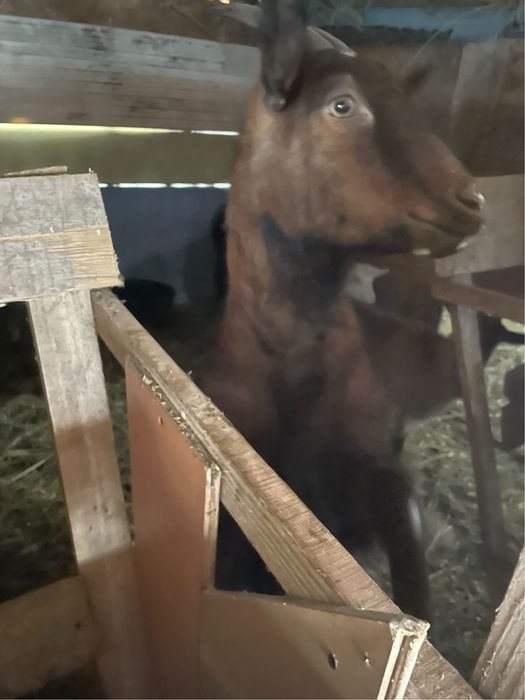 Vand capre alpine franceze