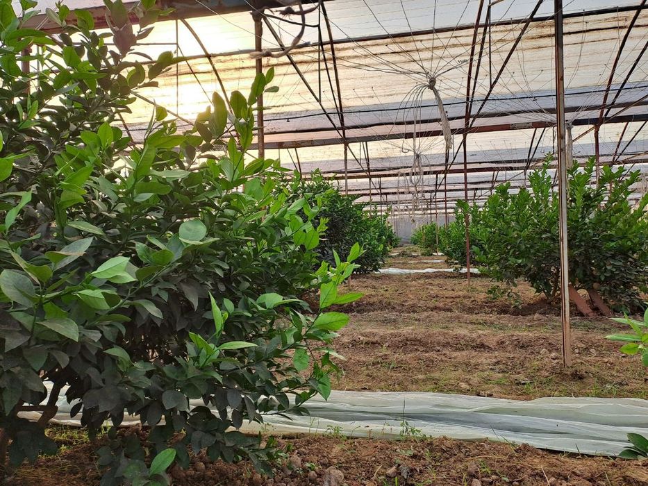 Дчний зона 36 сотки, миндали,18 лимонария