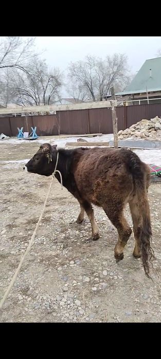 1 жарым жасар құнажын сатылады