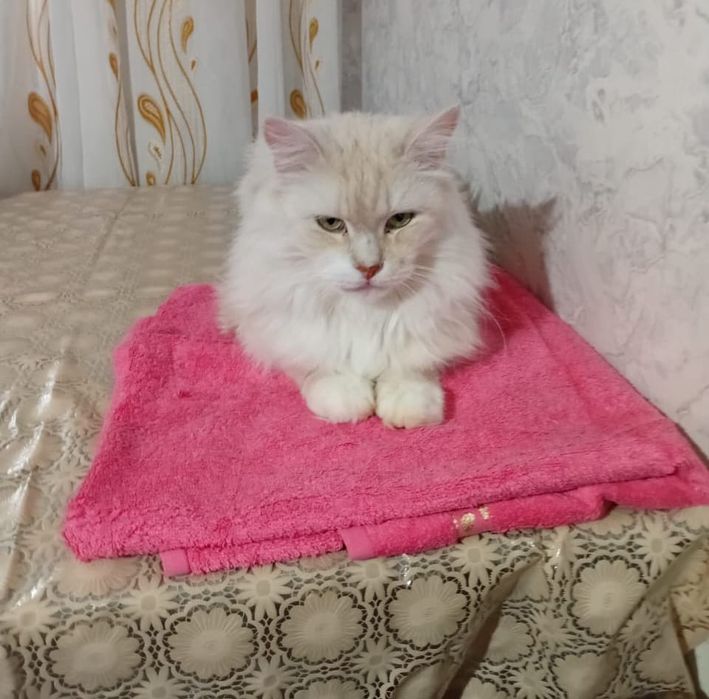 Кастрированный котик очень ждёт добрые руки