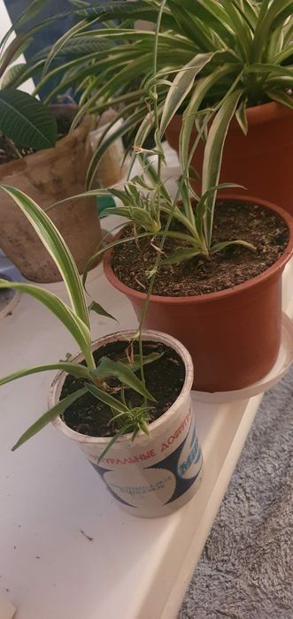 Продам хлорофитум