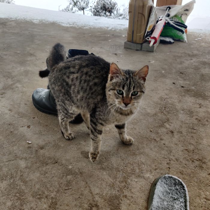 Spre adopție pui pisica