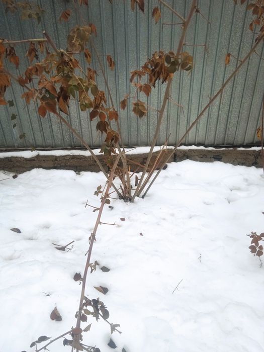 Ежемалина,морозостойки