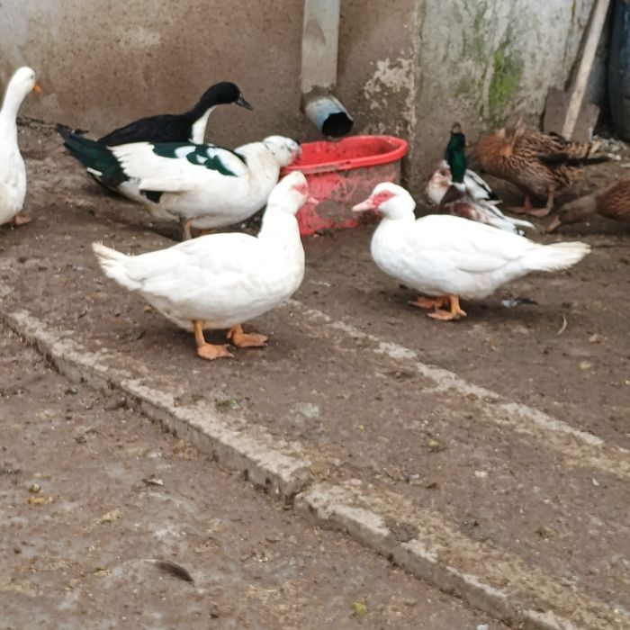 Oua de Rata și Gasca