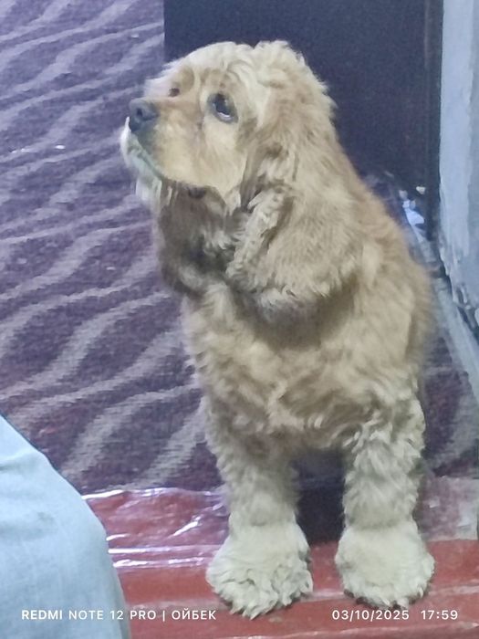 Amerikanskiy spaniel Американский спаниель