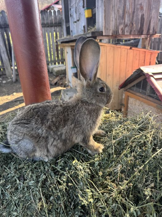 Pereche iepurasi urias german 3 luni