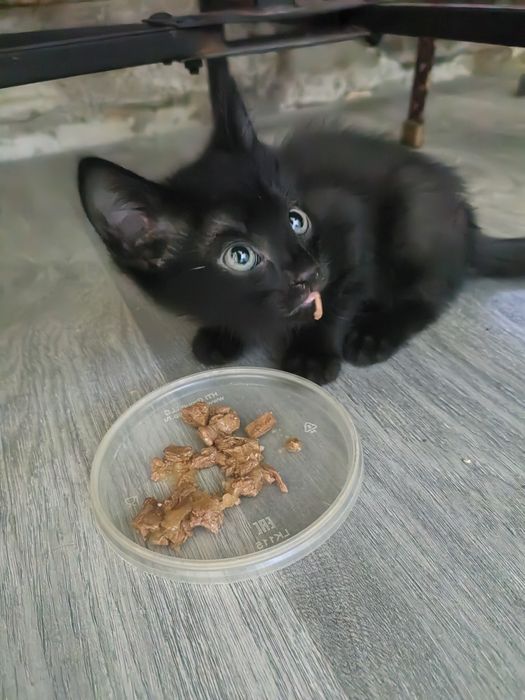 Отдам котёнка в добрые руки