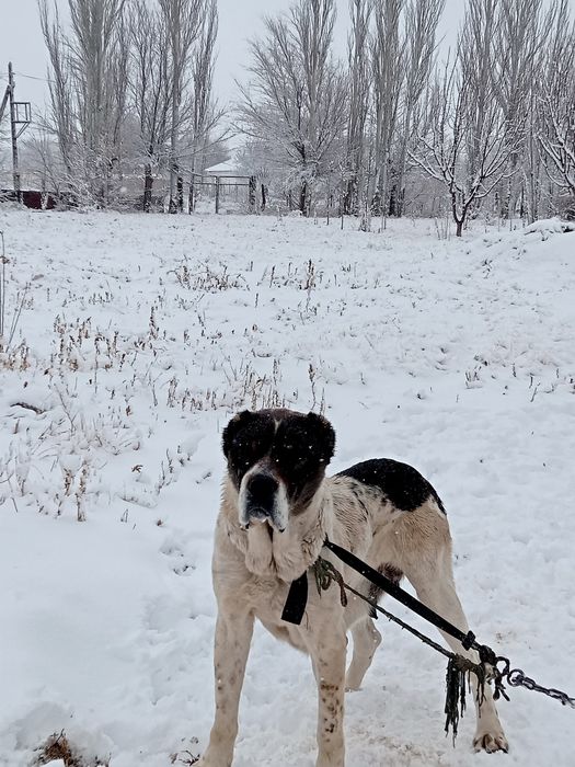 Ургашы казакы тобет Сатылады