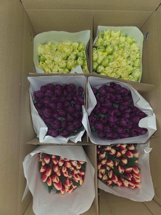 Тюльпаны ! 600 тг!