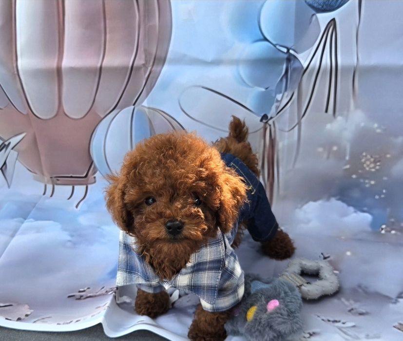 Пудел той Poodle Toy генетични тестове на родителите / Родославие