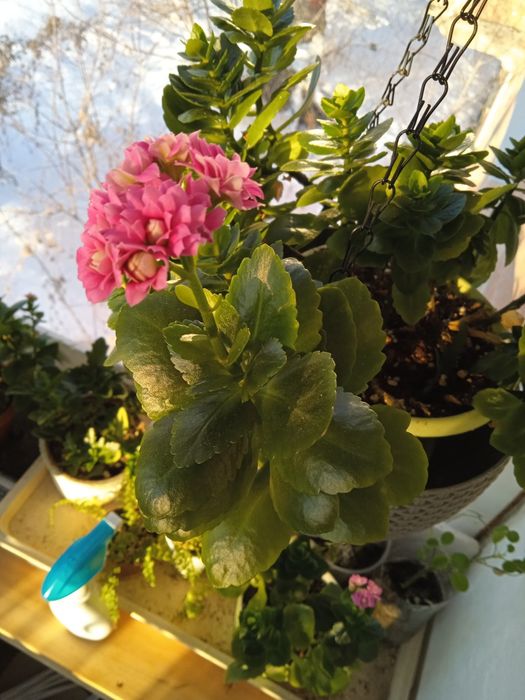 Продам каланхоэ махровый розовый